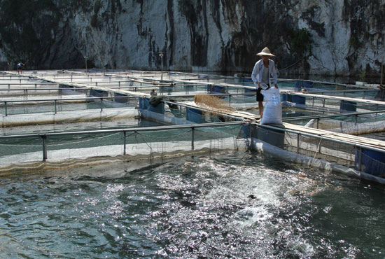Phát triển nghề nuôi cá lồng trên vùng tái định cư ảnh 1